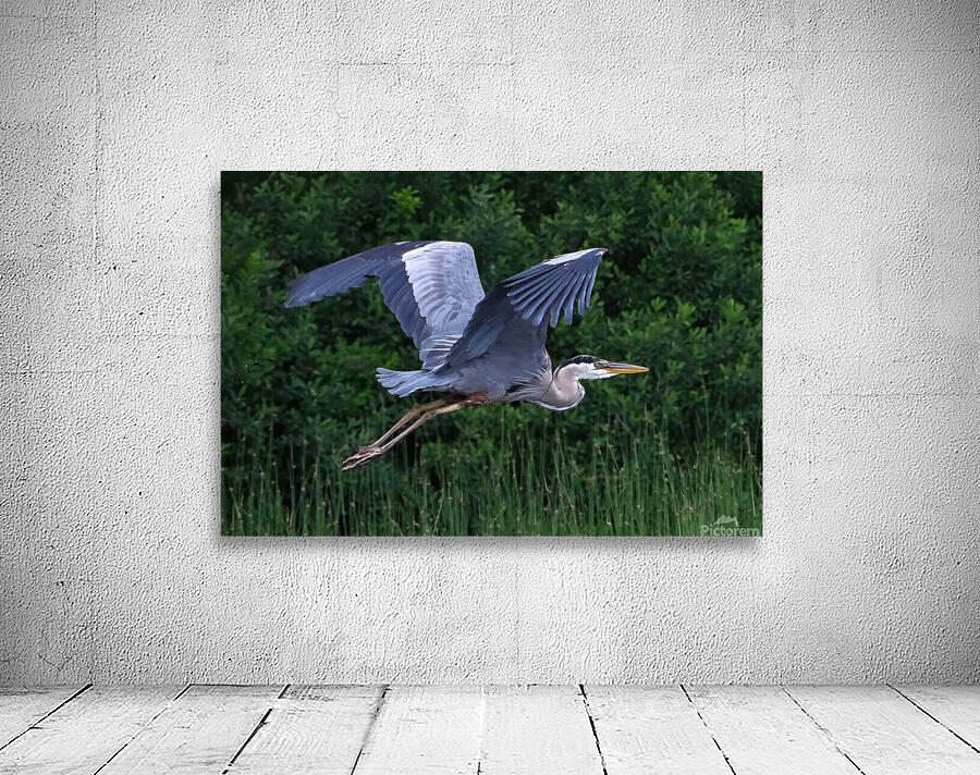 Bird Photography    Wall Preview