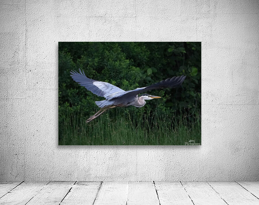 Bird Photography    Wall Preview