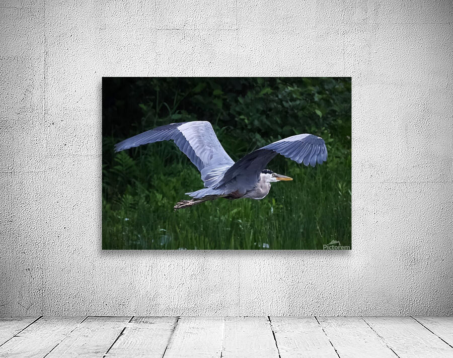 Bird Photography    Wall Preview