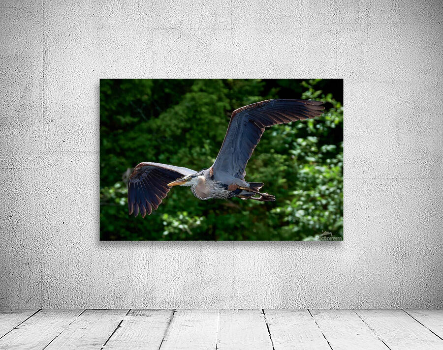 Bird Photography    Wall Preview