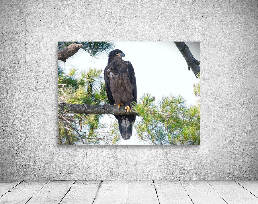 Bird Photography    Wall Preview