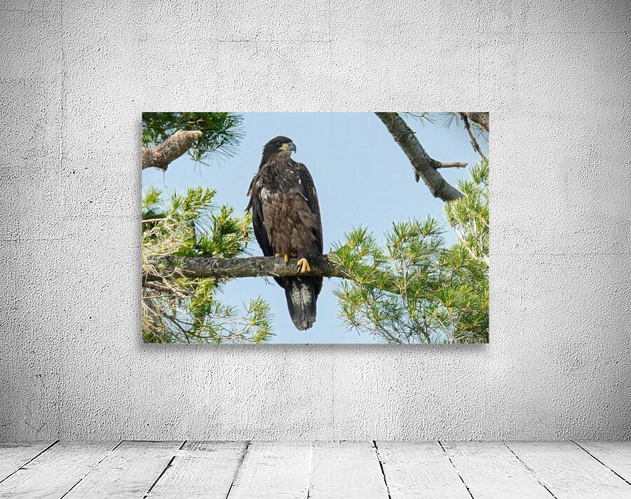 Bird Photography    Wall Preview