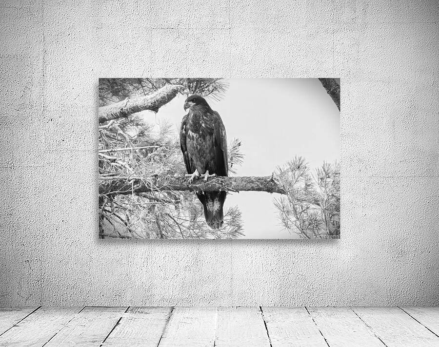 Bird Photography    Wall Preview