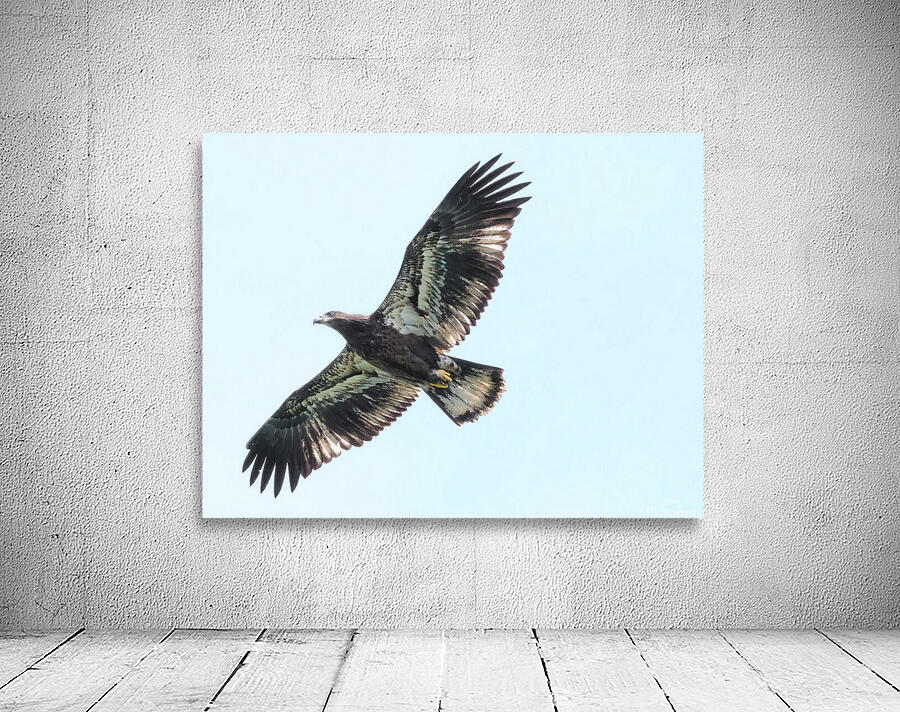 Bird Photography    Wall Preview