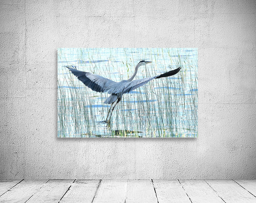 Bird Photography    Wall Preview