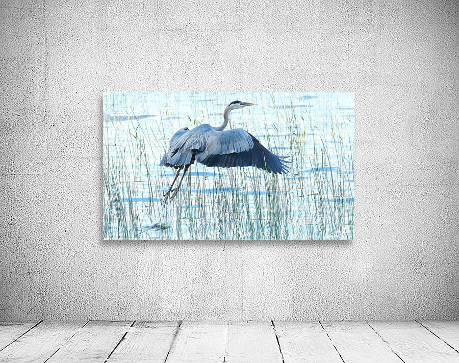 Bird Photography    Wall Preview