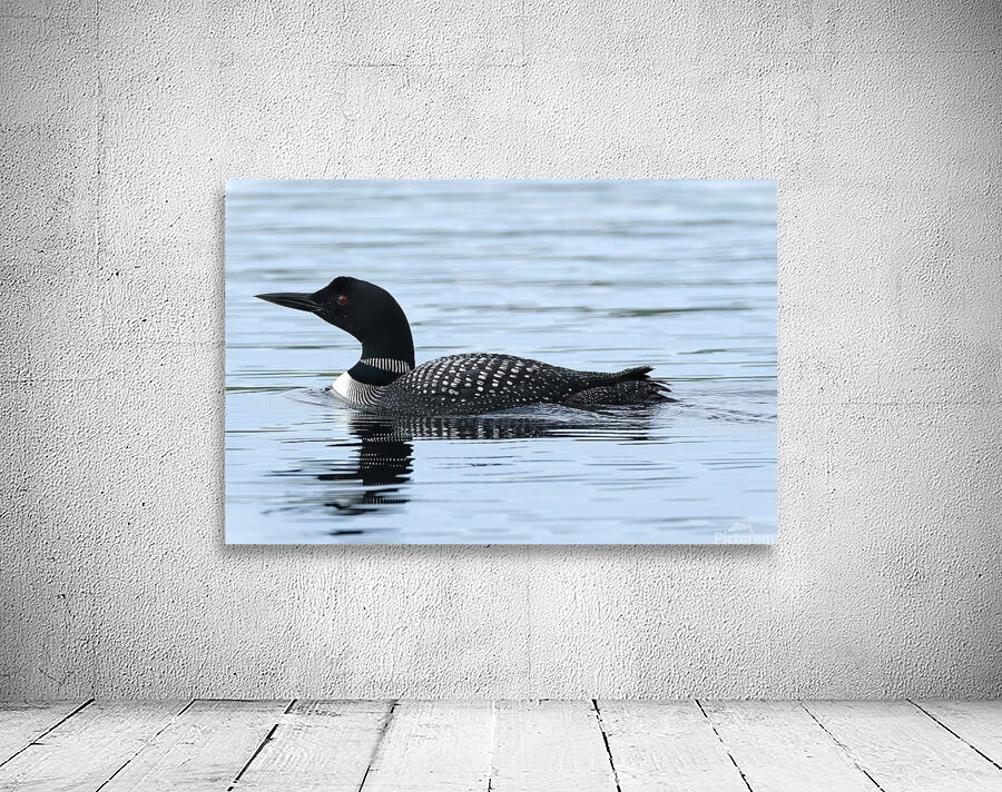 Bird Photography    Wall Preview