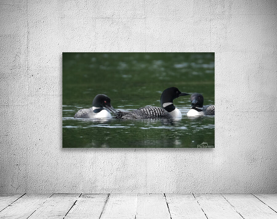 Bird Photography    Wall Preview