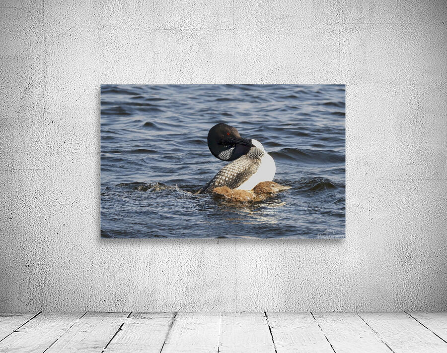 Bird Photography    Wall Preview