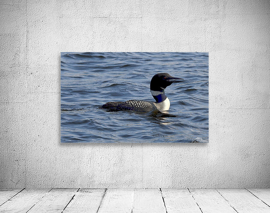 Bird Photography    Wall Preview