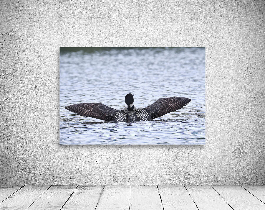 Bird Photography    Wall Preview