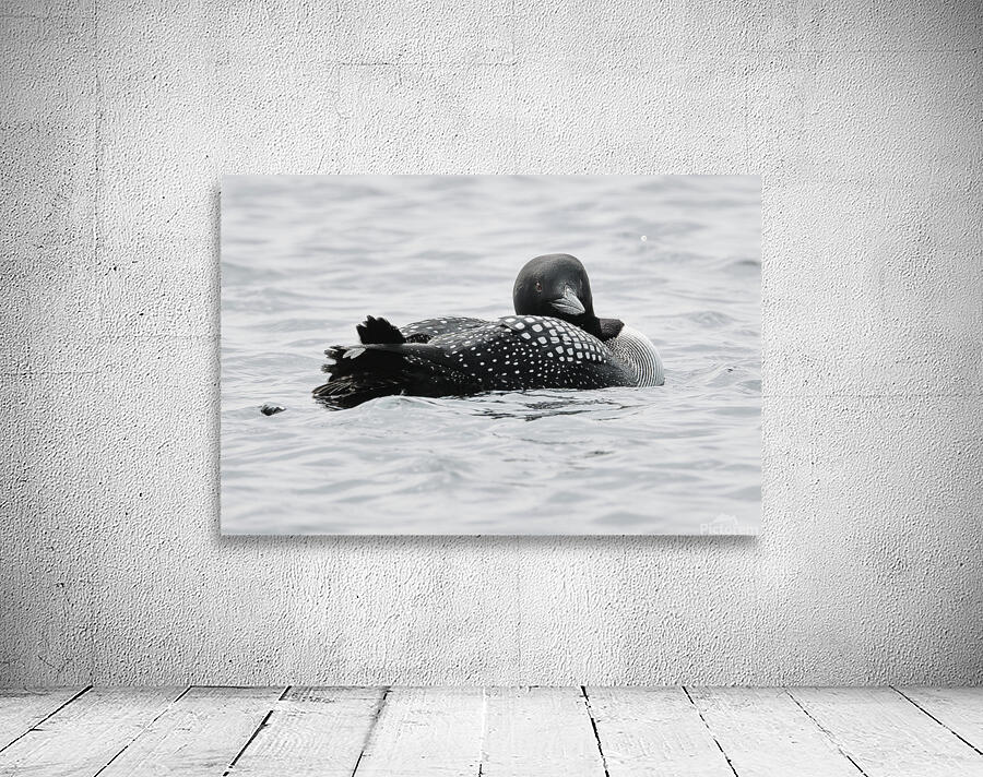 Bird Photography    Wall Preview