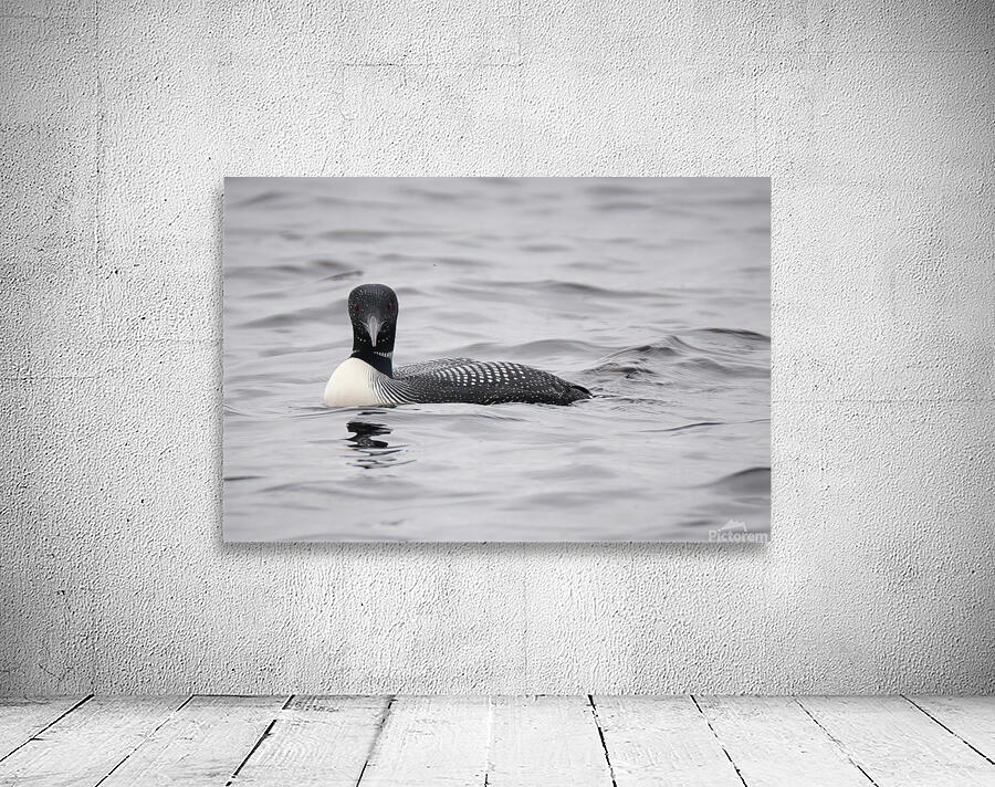 Bird Photography    Wall Preview
