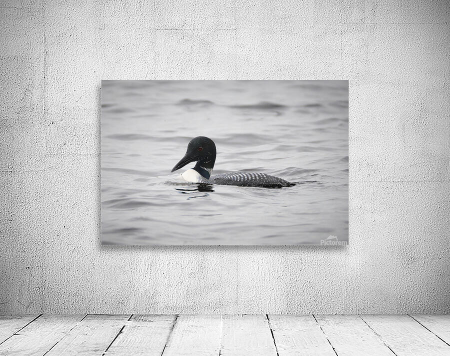 Bird Photography    Wall Preview