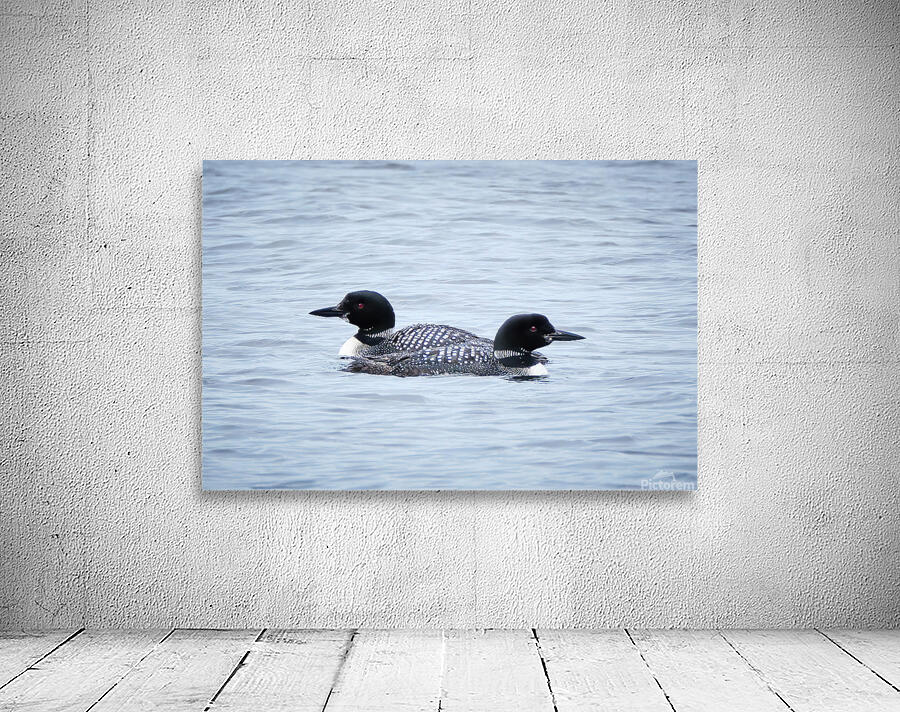 Bird Photography    Wall Preview