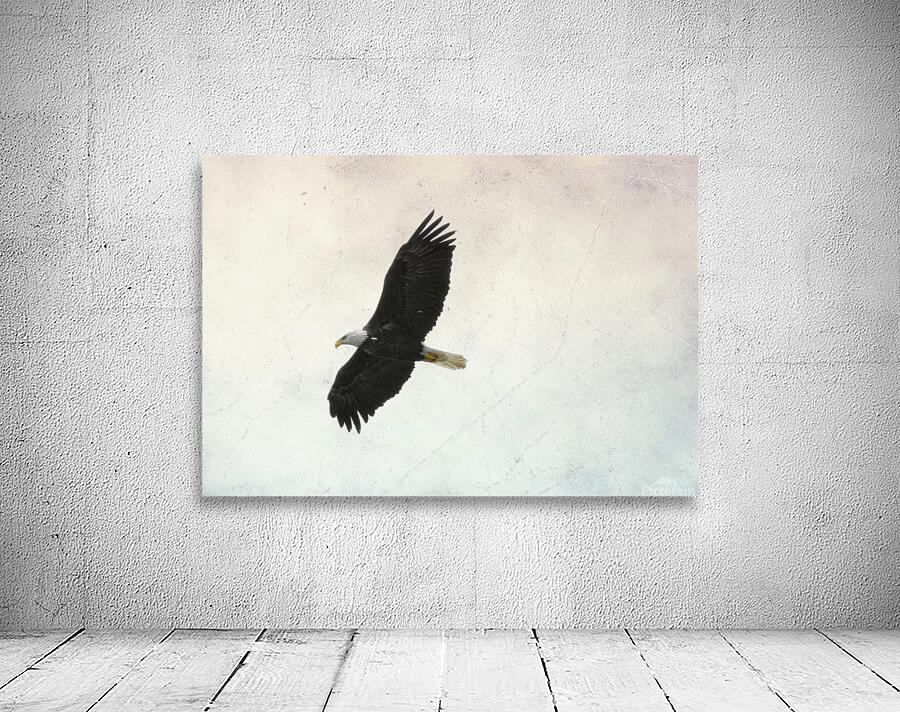Bird Photography    Wall Preview