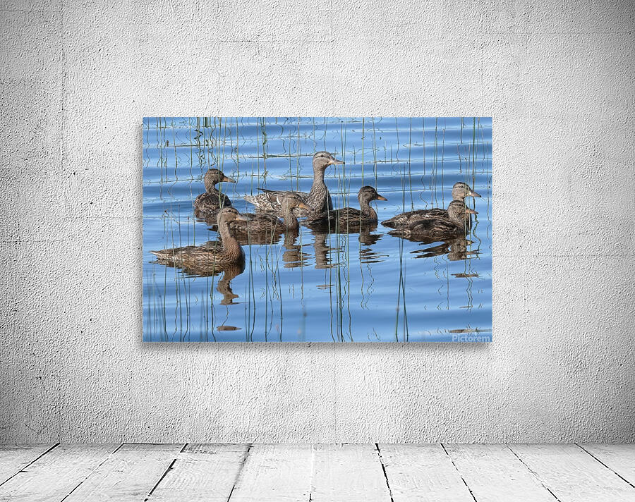 Bird Photography    Wall Preview