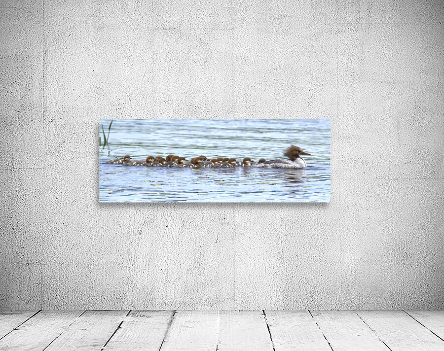 Bird Photography    Wall Preview