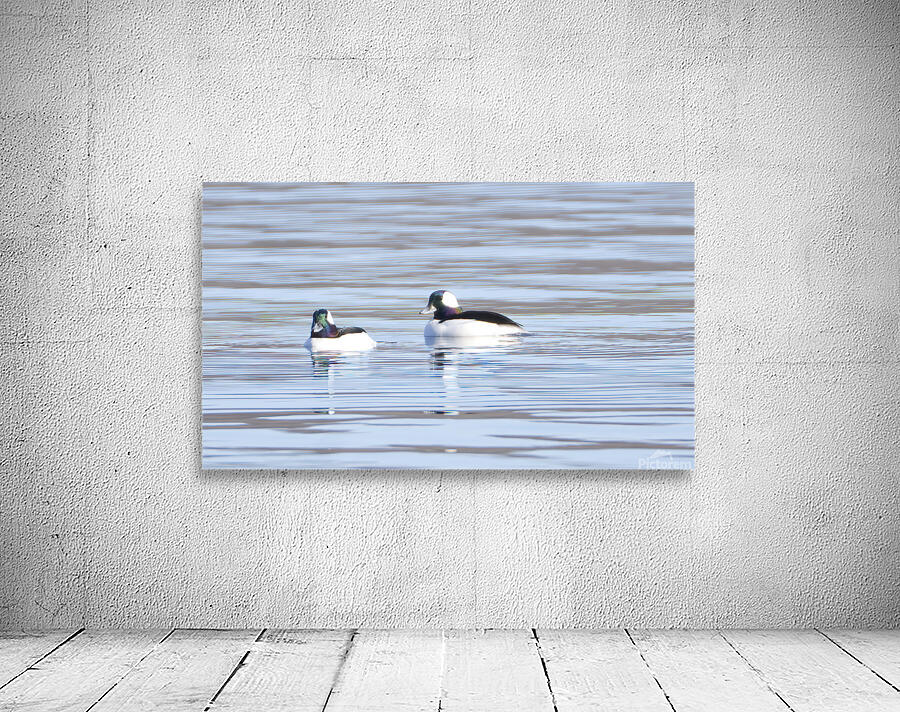 Bird Photography    Wall Preview