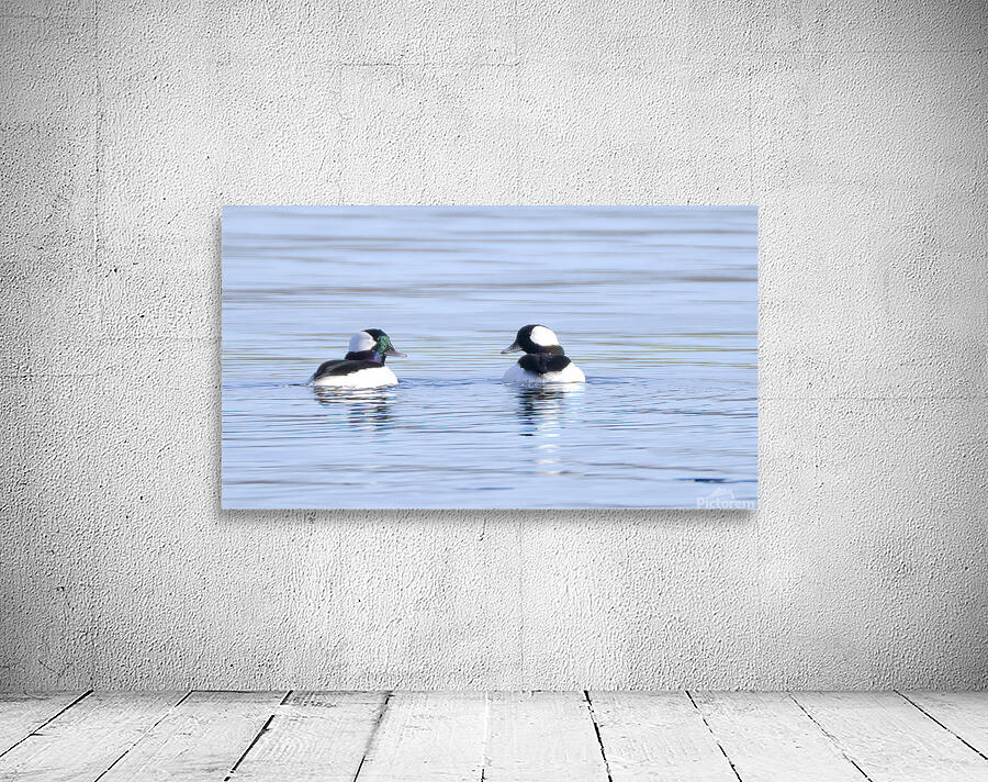 Bird Photography    Wall Preview