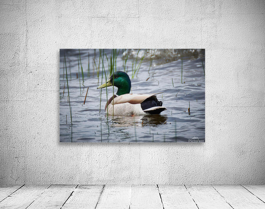 Bird Photography    Wall Preview