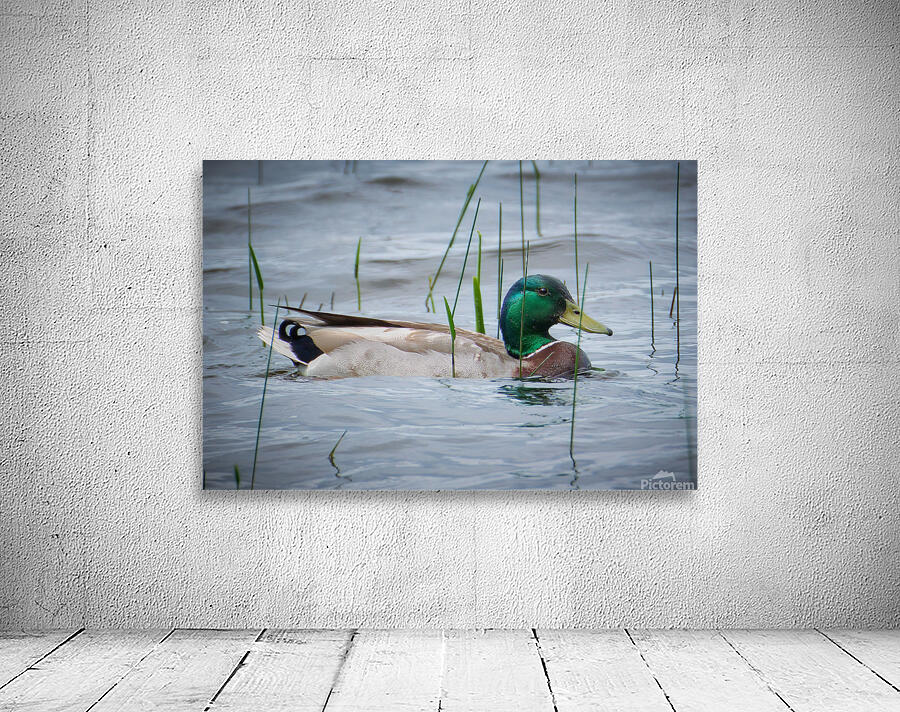 Bird Photography    Wall Preview