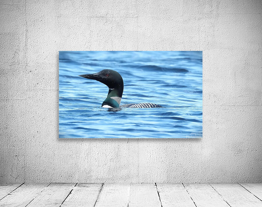 Bird Photography    Wall Preview
