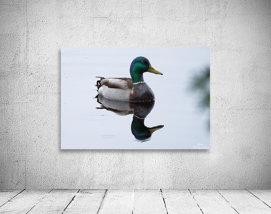 Bird Photography    Wall Preview
