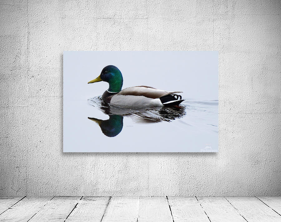 Bird Photography    Wall Preview
