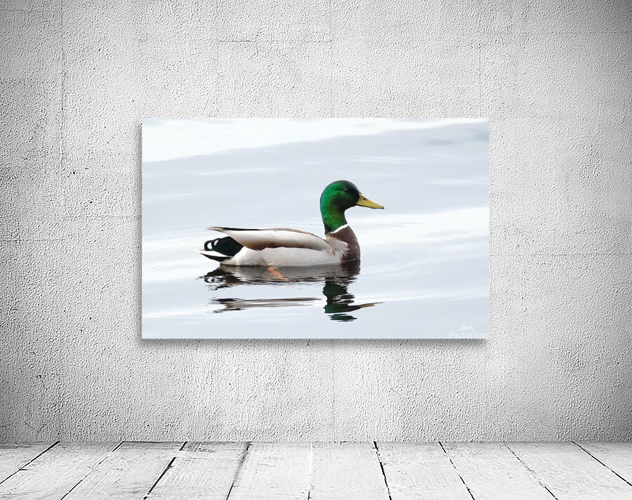 Bird Photography    Wall Preview