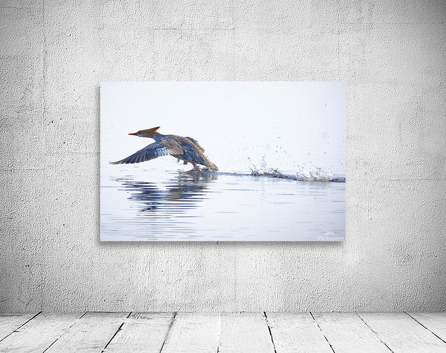 Bird Photography    Wall Preview