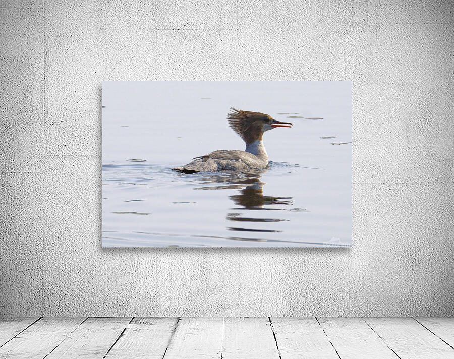 Bird Photography    Wall Preview