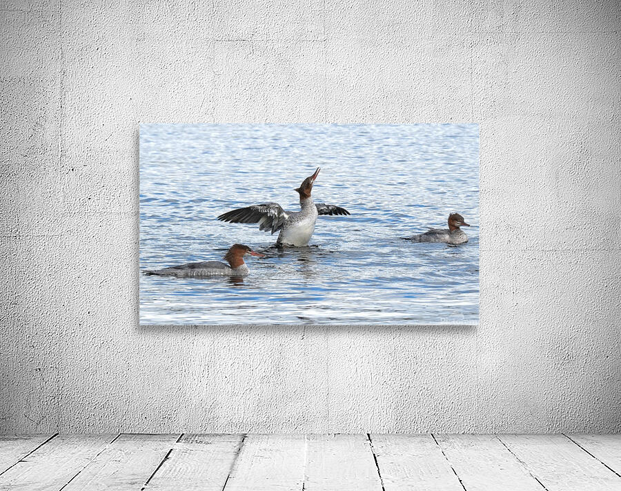 Bird Photography    Wall Preview