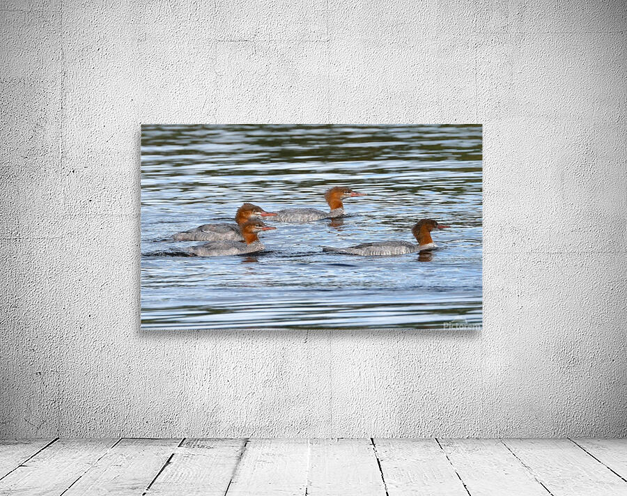 Bird Photography    Wall Preview