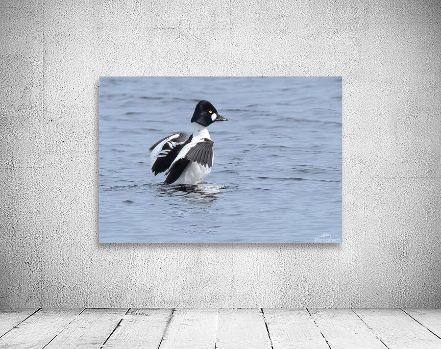 Bird Photography    Wall Preview