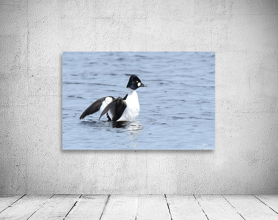 Bird Photography    Wall Preview