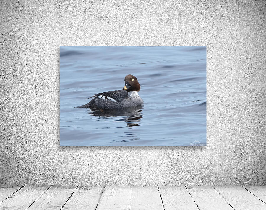 Bird Photography    Wall Preview
