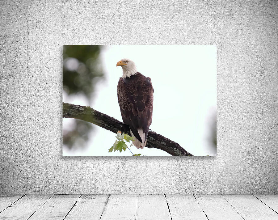 Bird Photography   Wall Preview