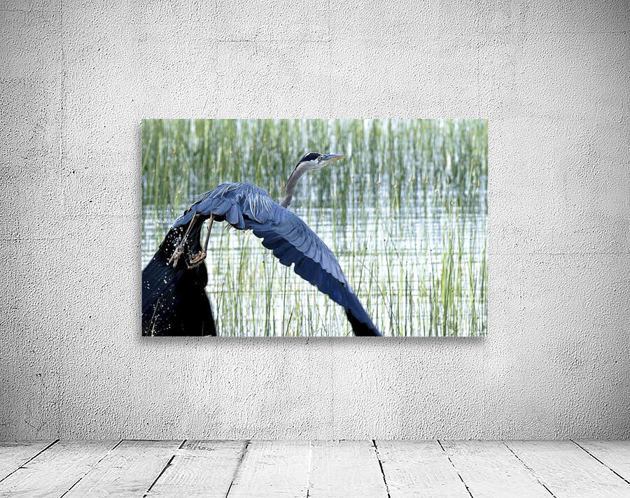 Bird Photography    Wall Preview