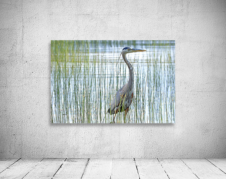 Bird Photography    Wall Preview