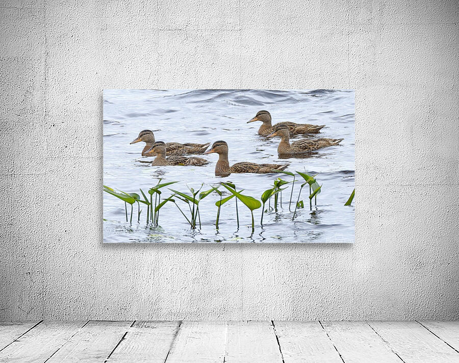 Bird Photography    Wall Preview