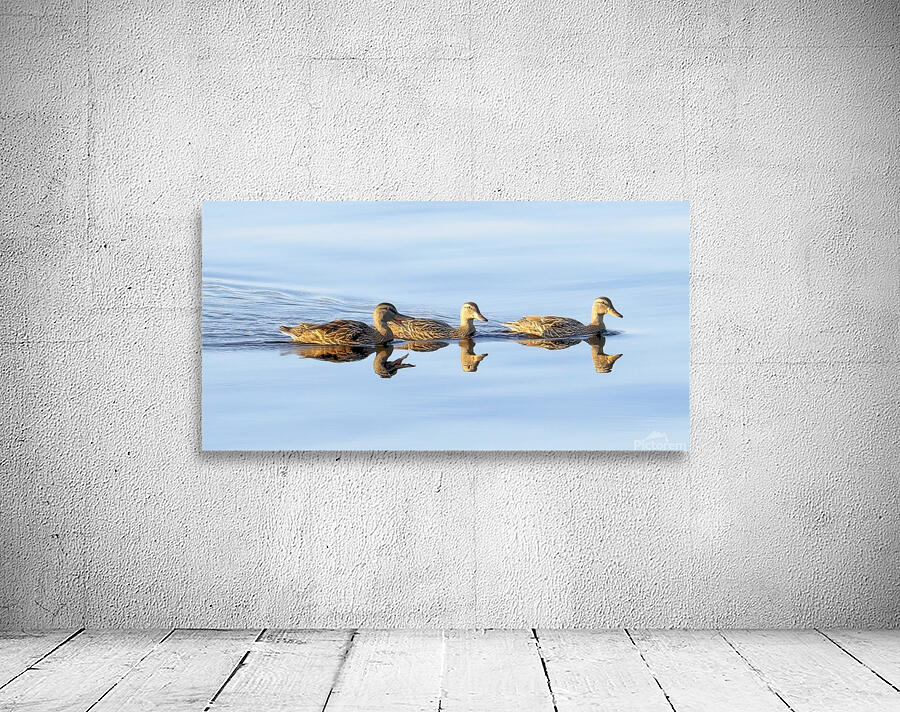 Bird Photography    Wall Preview