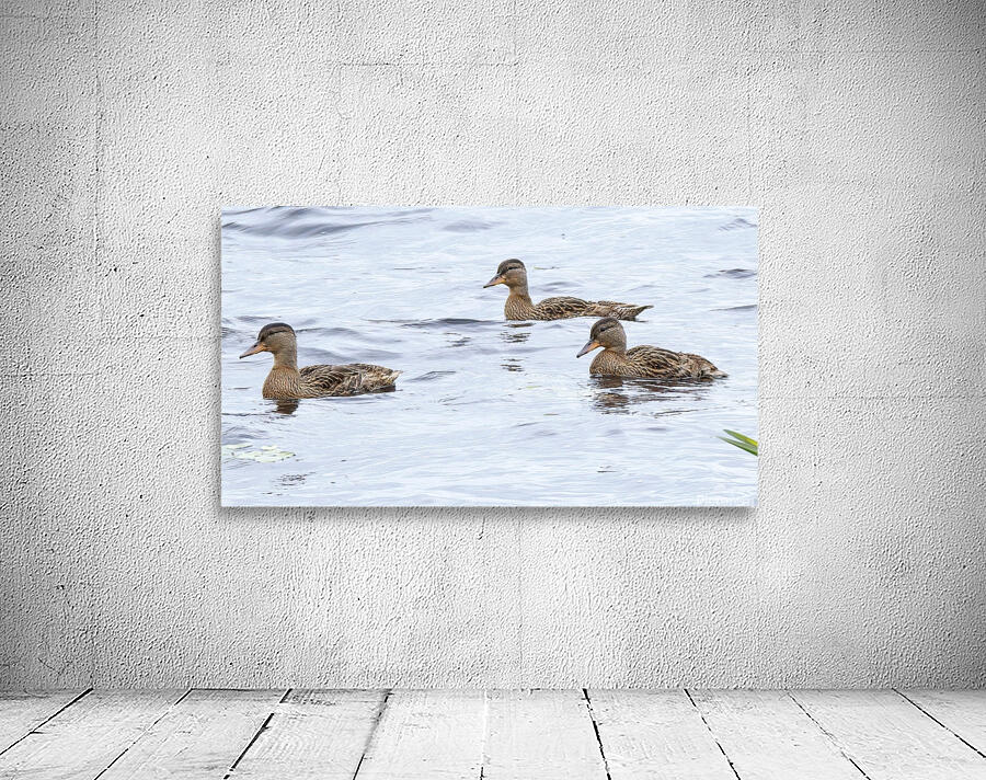 Bird Photography    Wall Preview