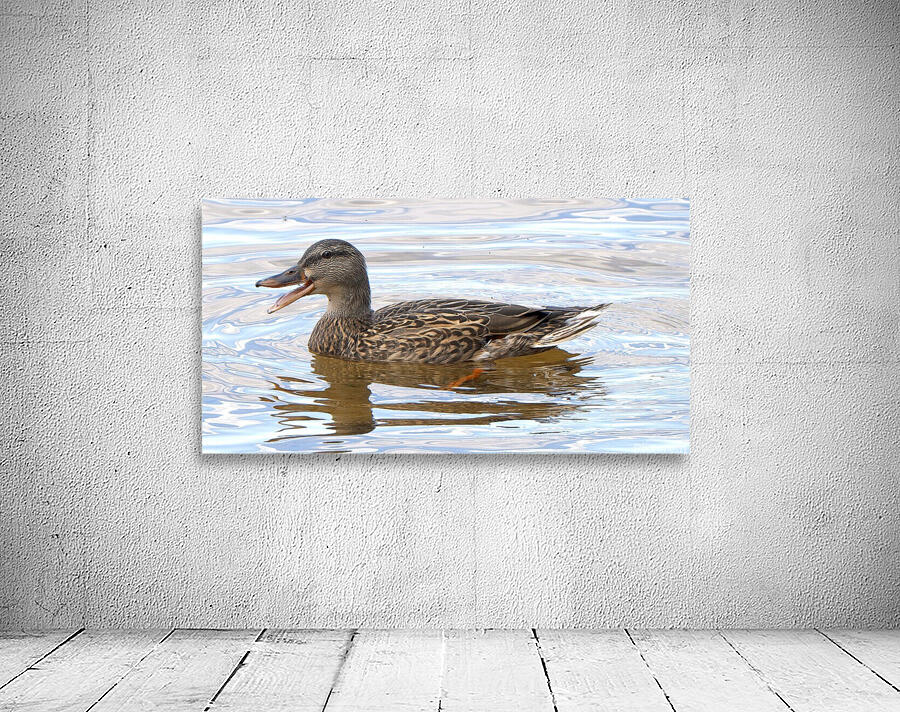 Bird Photography    Wall Preview