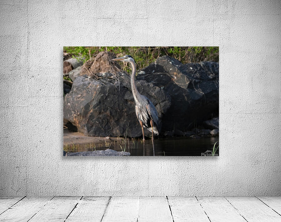 Bird Photography    Wall Preview