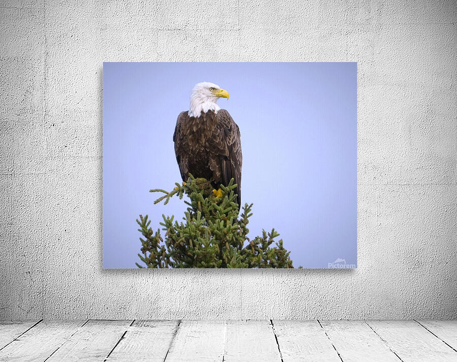 Bird Photography    Wall Preview