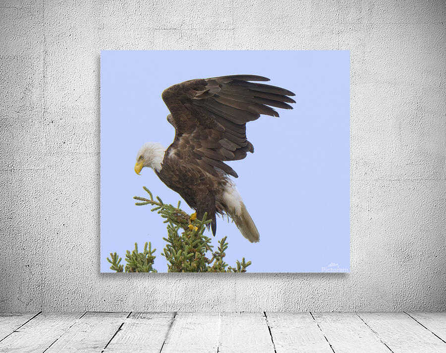 Bird Photography    Wall Preview