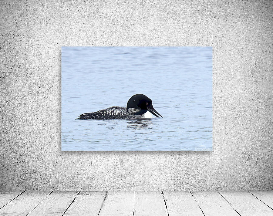 Bird Photography    Wall Preview