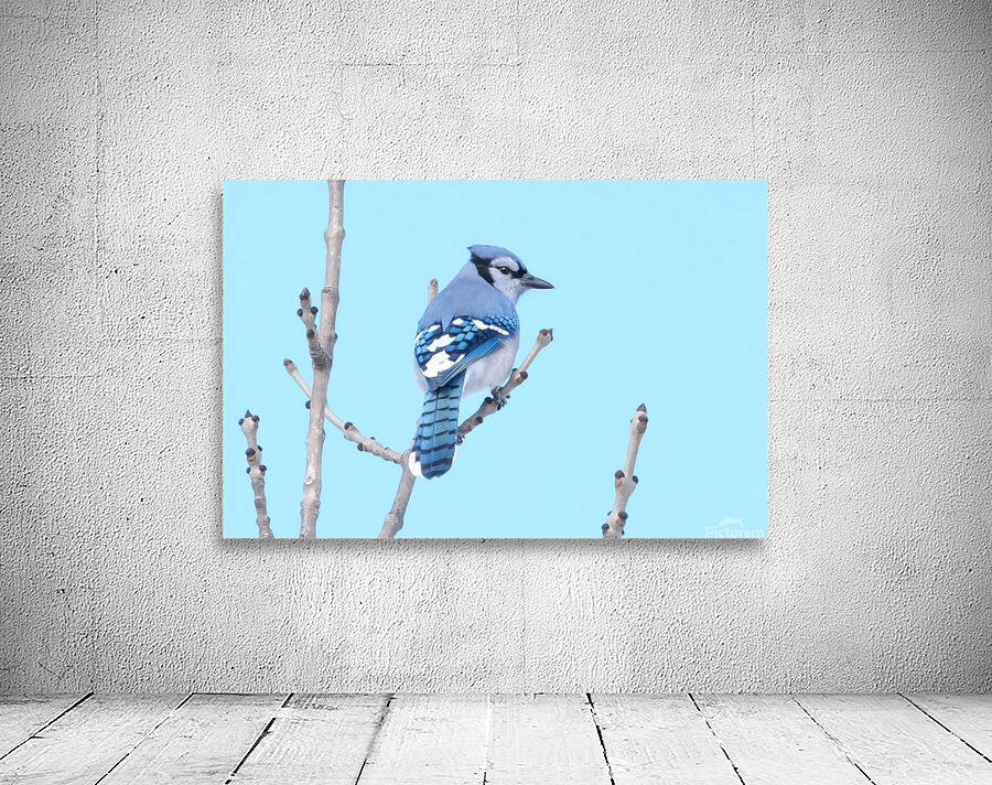 Bird Photography    Wall Preview