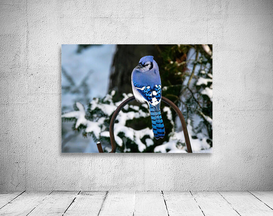 Bird Photography    Wall Preview
